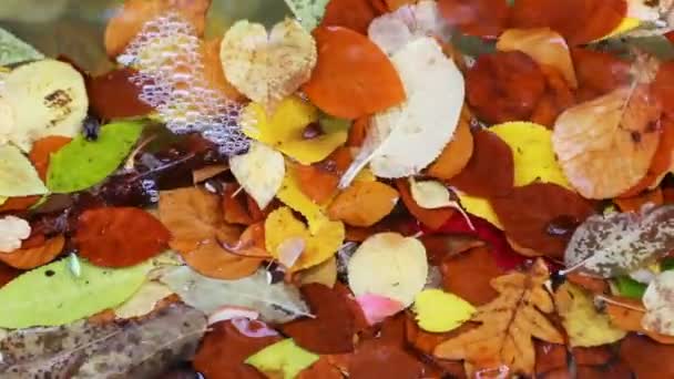 Feuilles d'automne brillantes sur l'eau — Video