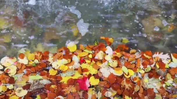 Heldere Herfstbladeren op water — Stockvideo