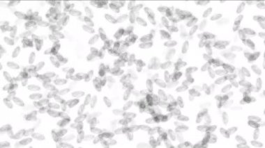 Mikroskop altında mikrop taşıma