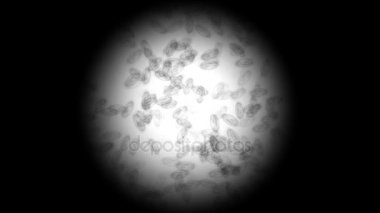 Mikroskop altında mikrop taşıma