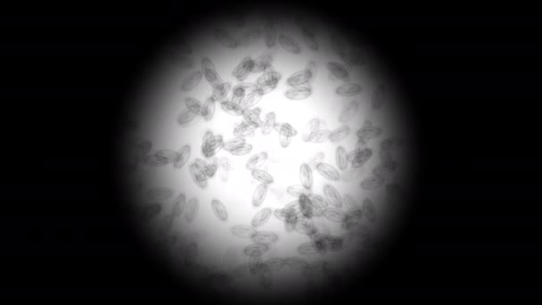 Micróbios em movimento ao microscópio — Vídeo de Stock