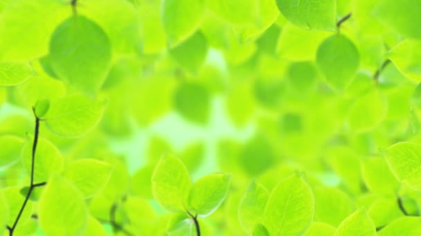 Lente achtergrond, natuurlijke frame van mooie groene bladeren — Stockvideo