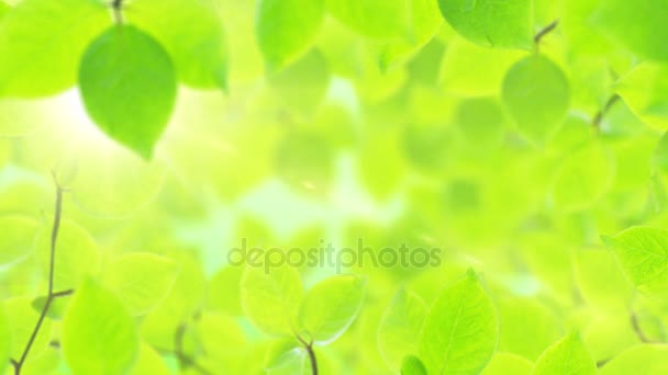 Spring background, natural frame of beautiful green leaves — Stock Video