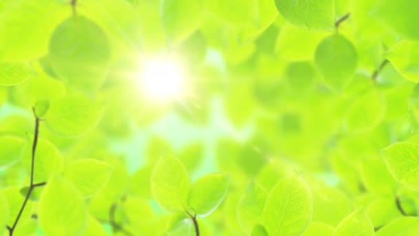 Spring background, natural frame of beautiful green leaves — Stock Video