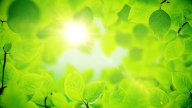 Bahar arka plan, güzel yeşil yaprakların doğal çerçeve