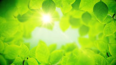 Bahar arka plan, güzel yeşil yaprakların doğal çerçeve