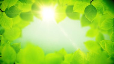 Bahar arka plan, güzel yeşil yaprakların doğal çerçeve