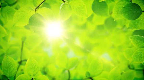 Fundo de primavera, quadro natural de belas folhas verdes — Fotografia de Stock