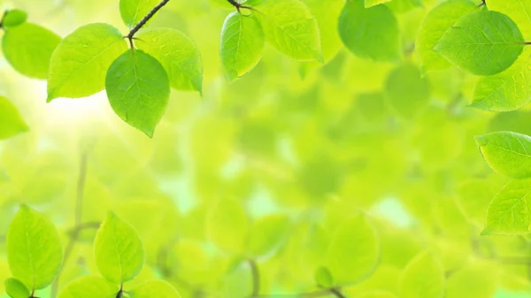 Fundo de primavera, quadro natural de belas folhas verdes — Fotografia de Stock