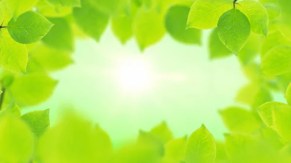 Fondo primavera, cornice naturale di belle foglie verdi — Foto Stock