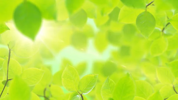 Fundo de primavera, quadro natural de belas folhas verdes — Fotografia de Stock