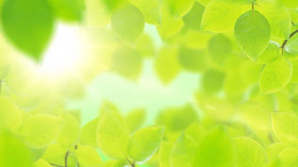 Fondo primavera, cornice naturale di belle foglie verdi — Foto Stock
