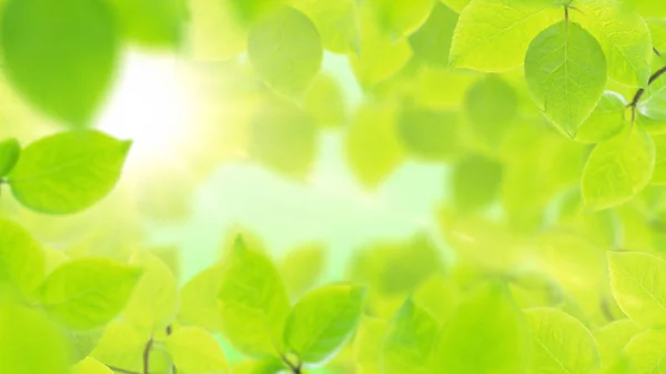 春の背景、美しい緑の葉のナチュラル フレーム — ストック写真