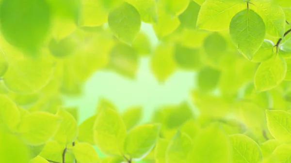 Fundo de primavera, quadro natural de belas folhas verdes — Fotografia de Stock