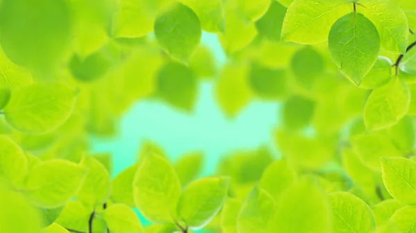 Fondo primavera, cornice naturale di belle foglie verdi — Foto Stock