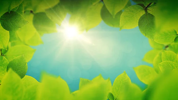 Весняний фон, натуральна рамка красивого зеленого листя — стокове фото