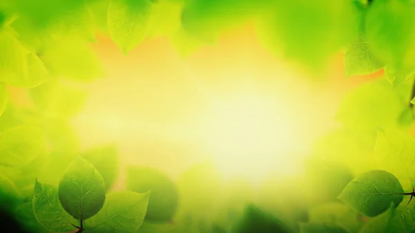 Lente achtergrond, natuurlijke frame van mooie groene bladeren — Stockfoto