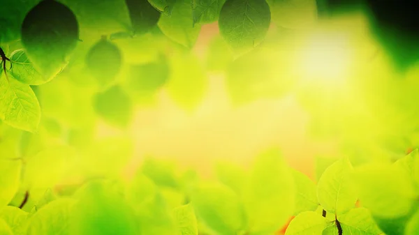 Lente achtergrond, natuurlijke frame van mooie groene bladeren — Stockfoto