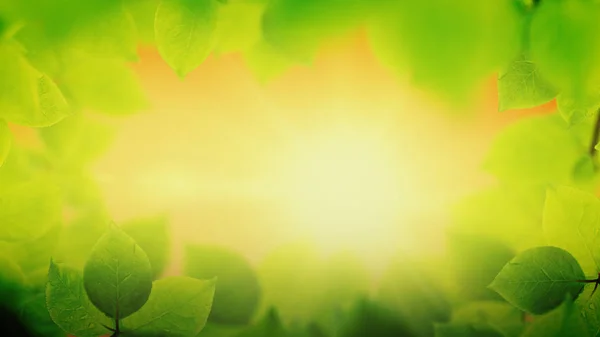 Lente achtergrond, natuurlijke frame van mooie groene bladeren — Stockfoto