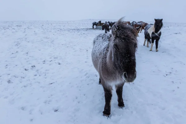 Lindos caballos icelandic en tiempo nevado — Foto de Stock