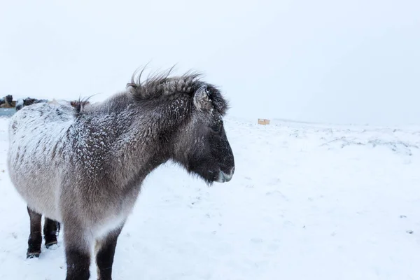 Lindo caballo icelandés en clima nevado — Foto de Stock