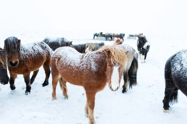 Lindos caballos icelandic en tiempo nevado — Foto de Stock