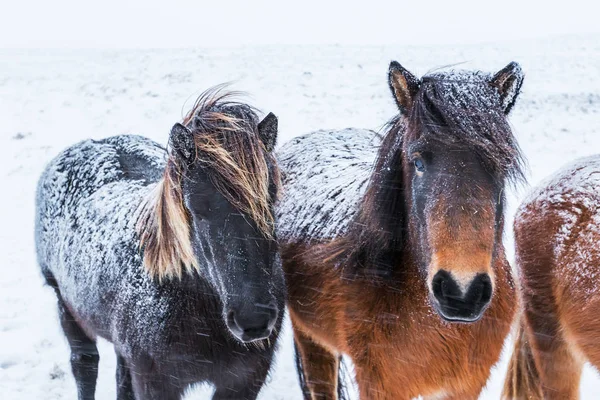 Niedliche Islandpferde bei verschneitem Wetter — Stockfoto