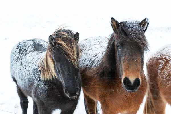 눈 덮인 날씨에 귀여운 아이슬란드 말 — 스톡 사진