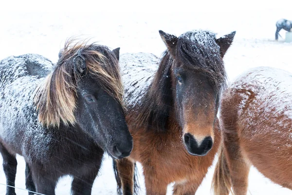 Lindos caballos icelandic en tiempo nevado — Foto de Stock