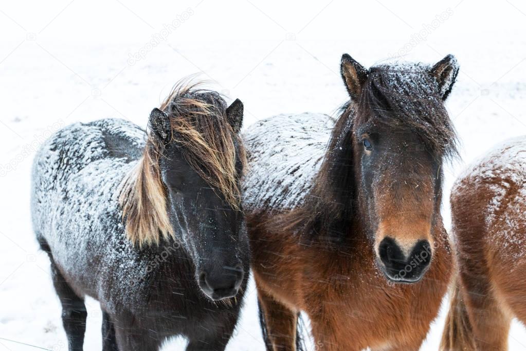 Cute icelandic horses in snowy weather