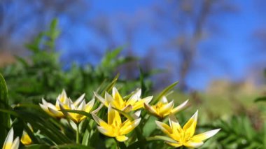 Bahar arka plan, mavi gökyüzü parlak bahar güneşli gün