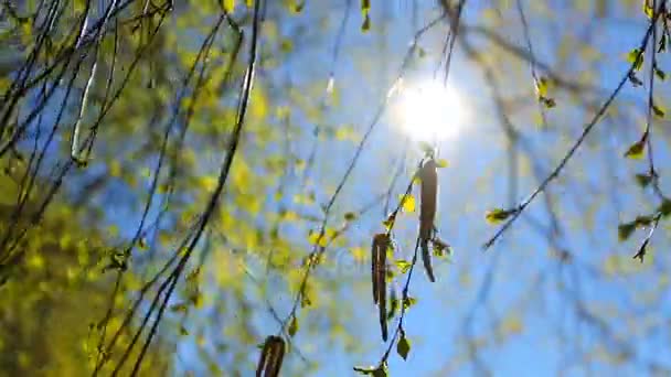 Lente achtergrond, heldere zonnige lente met een blauwe hemel — Stockvideo