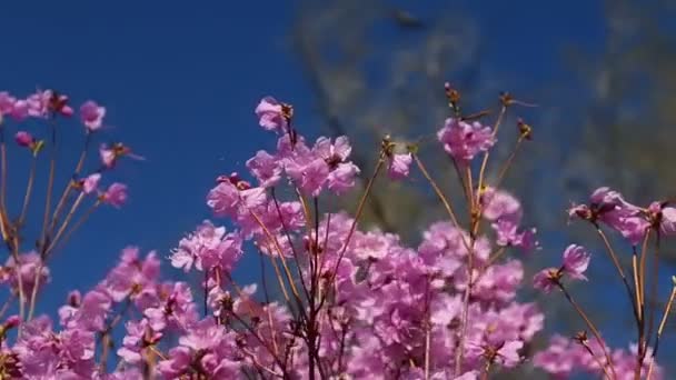Fondo de primavera, brillante día soleado de primavera con un cielo azul — Vídeo de stock