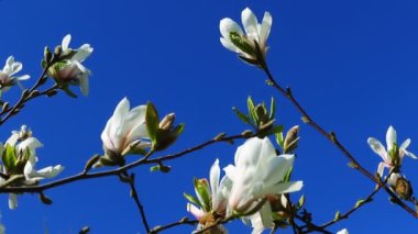 Bahar arka plan, mavi gökyüzü parlak bahar güneşli gün