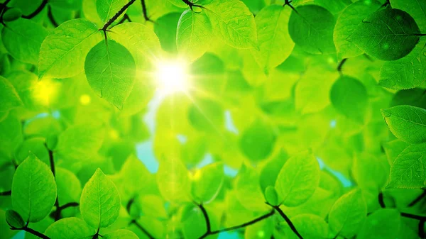 Fundo de verão, quadro natural de belas folhas verdes — Fotografia de Stock