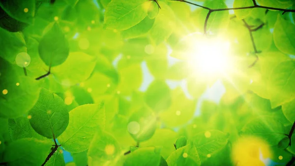 Fundo de verão, quadro natural de belas folhas verdes — Fotografia de Stock