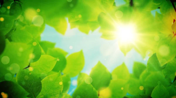 Fundo de verão, quadro natural de belas folhas verdes — Fotografia de Stock