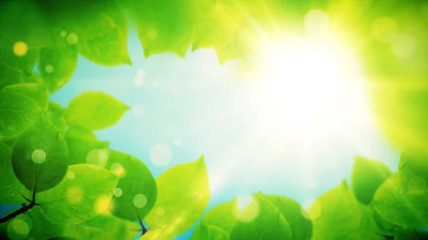 Sommer Hintergrund, natürlicher Rahmen aus schönen grünen Blättern — Stockfoto