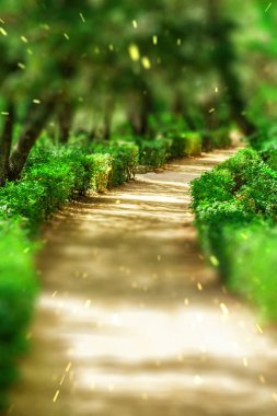 path between green bushes in forest clipart