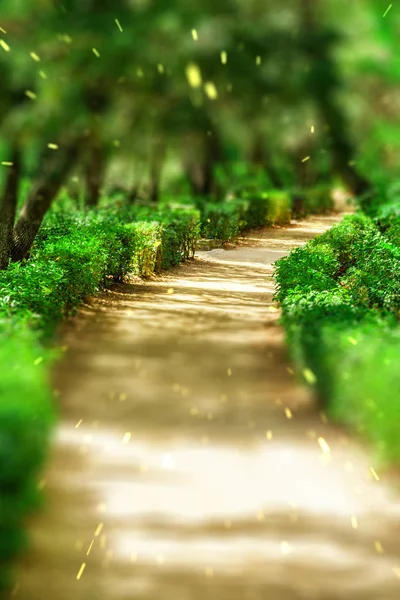 Sentier entre les buissons verts dans la forêt — Photo