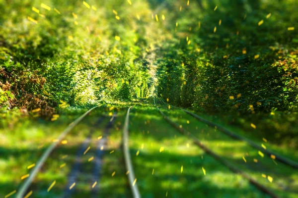 Herbstwald und Straßenbahnweg — Stockfoto