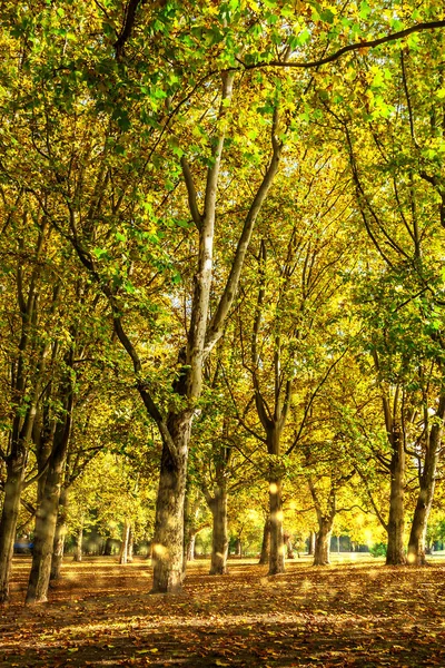 Bosque de otoño amarillo con destellos de oro — Foto de Stock