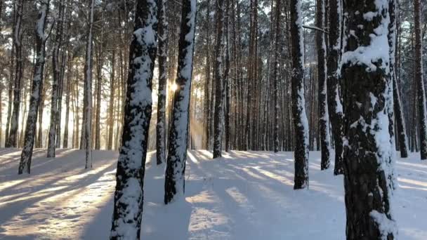 Winter forest landschap en zonsondergang — Stockvideo