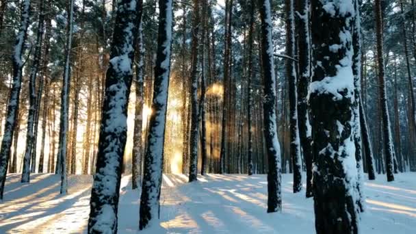 Lugn vinter natur scen av skogslandskapet i solnedgång — Stockvideo