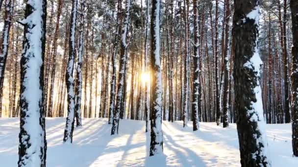 Klidné zimní přírodní zátiší lesní krajiny v západu slunce — Stock video