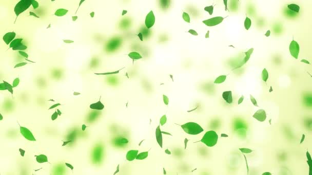 Slow motion spring background with leaves bokeh and petals — Stock videók