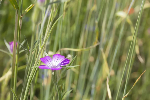 Prato con fiori primaverili . — Foto Stock