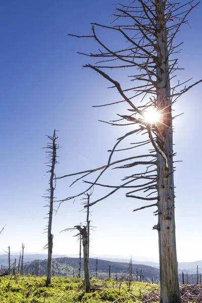 Polonya 'da bir dağ. Szczyrk yakınlarında Silesia Beskid. Güneşli hava. — Stok fotoğraf