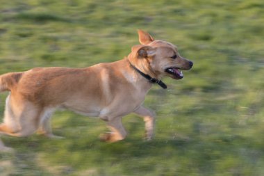 Çayır üzerinde nefessiz labrador. Çok hızlı koş..