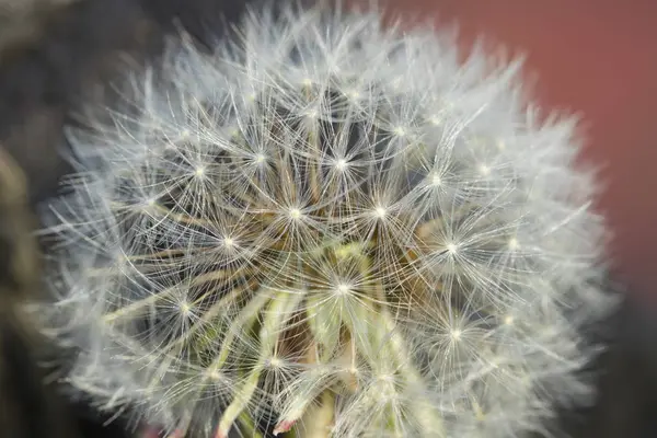 Bloeiende paardenbloem. Close-up van witte pluis. — Stockfoto